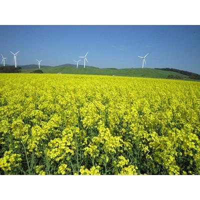 ふるさと納税 横浜町 【青森県横浜町産】澤谷養蜂園　自家採取 国産菜の花結晶はちみつ850g(新蜜)◆非加熱 |  | 03