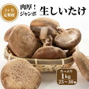 【ふるさと納税】【定期便】 生しいたけ 1kg(肉厚椎茸25～30個)×3ヶ月お届け 計3kg 焼山しいたけ園の手のひらシイタケ 新鮮 ジャンボ 農園直送 おすすめ 新潟県 お取り寄せ グルメ 国産 椎茸 しいたけ 3月末までの限定品 大きめサイズ