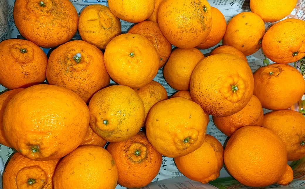 
            【訳あり】 ご家庭用 濃厚不知火 25～40玉 （ 約8kg ） 【2026年2月下旬～3月上旬迄順次発送予定】 デコポン みかん 柑橘 果物 フルーツ 熊本
          