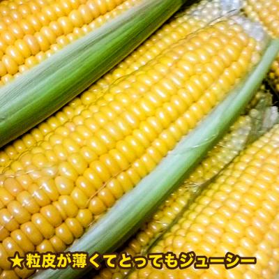 ふるさと納税 糸島市 糸島産 トウモロコシ「もきっこ」黄(10本前後) 糸島市/内田農業[AZH001] |  | 02