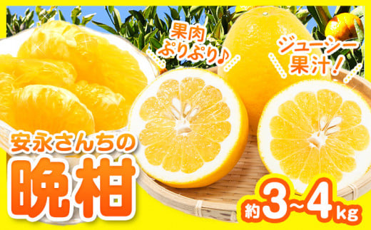 先行予約 ばんかん 河内晩柑 約 3 ～ 4kg 晩柑 みかん ばんかん フルーツ 柑橘 デザート 《4月上旬-5月上旬頃出荷》 安永小岱山みかん園 熊本県 荒尾市産 熊本県産 河内晩柑 希少 柑橘 ゼリー ジュース ケーキ フルーツポンチ