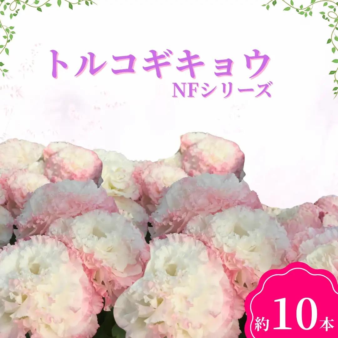 【2026年先行予約】トルコギキョウ（ＮＦシリーズ）｜ 生花