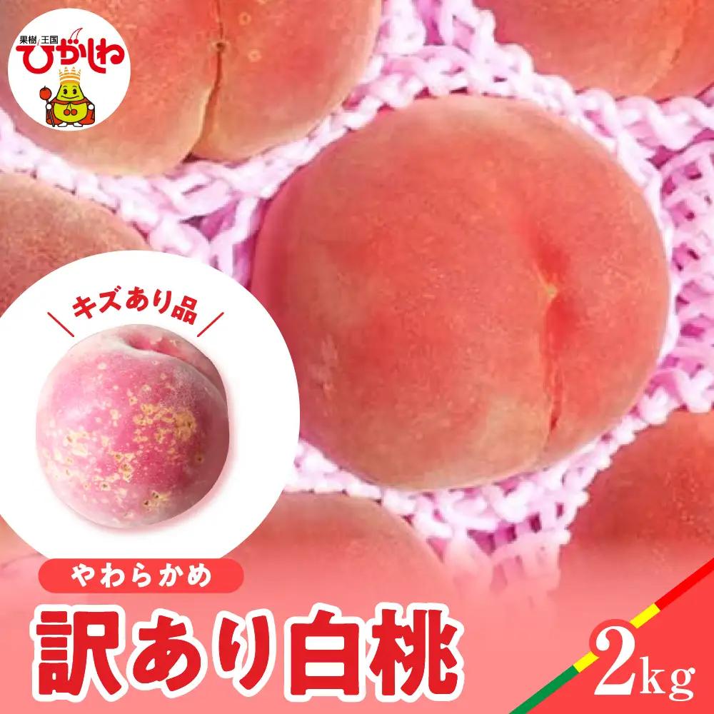 2026年産 訳あり 白桃 (やわらかめ) 品種おまかせ 2kg 白桃