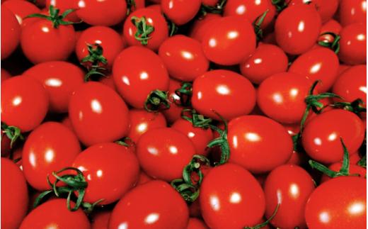 【先行予約】 和歌山県由良町産 ゆらミニトマト 1.5kg×1箱※2025年10月中旬頃から順次発送予定(お届け日指定不可) / トマト ハウス栽培 とまと 野菜 産地直送 新鮮 由良町 和歌山【ktym010】