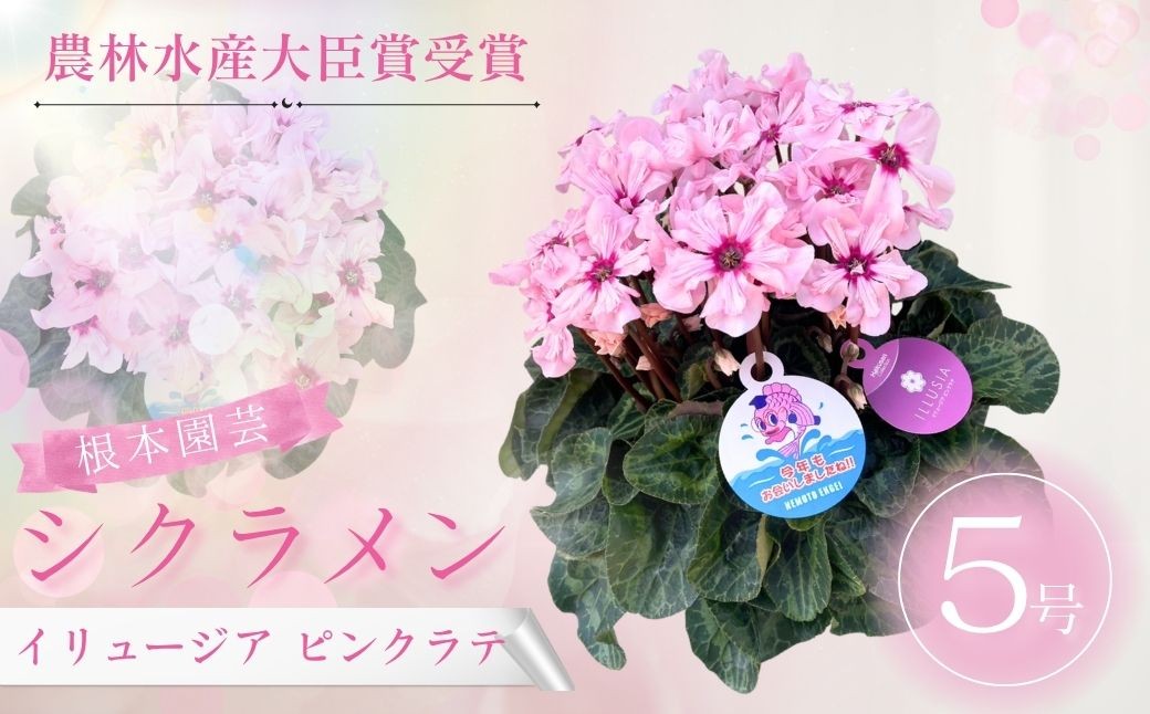 
                  【2026年 先行予約】 シクラメン イリュージア ピンクラテ 5号鉢 | 花 お花 ガーデンシクラメン ピンク 5号 花ギフト フラワーギフト ギフト プレゼント 根本園芸 シクラメン aj012-ab
                