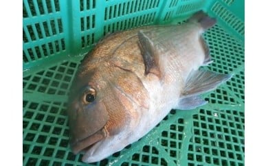 
養殖活魚「真鯛・平目」
