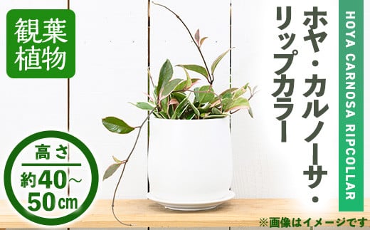 
＜観葉植物＞ホヤ・カルノーサ・リップカラー(6号) (陶器鉢・受け皿付)【m24-13】【アイエヌエー】
