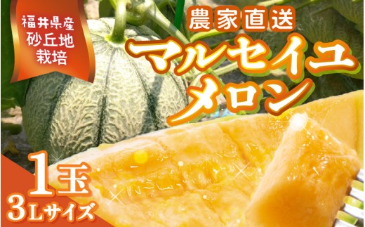 【先行予約】農家直送 砂丘地栽培 赤肉メロン 福井県産 マルセイユメロン 3Lサイズ 1玉【2026年6月中旬以降順次発送予定】 [A-21803]