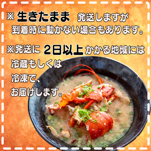 活き 伊勢海老 600g 以上 ( 1尾 から 3尾 ) 吉岡 ( サイズ 混合 えび エビ いせえび 高級 鮮魚 イセエビ 海鮮 魚介 刺身 焼き物 汁物 ギフト 贈答 贈り物 祝い 歳暮 中元 高