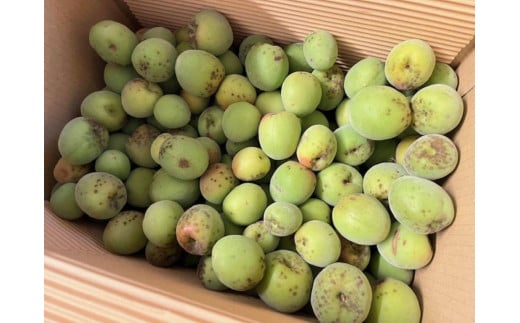 訳あり青梅黄梅大小混合2kg【自然栽培（無肥料、無農薬）香川県産】