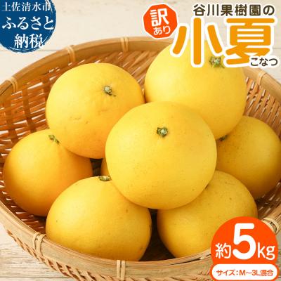 ふるさと納税 土佐清水市 訳あり 小夏 5kg  サイズ混合 別名日向夏 みかん 柑橘 オレンジ フルーツ【R00238】