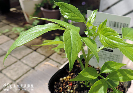 エルダーフラワー（西洋ニワトコ オーレア）9cmポット苗｜花苗 ギフト ガーデニング