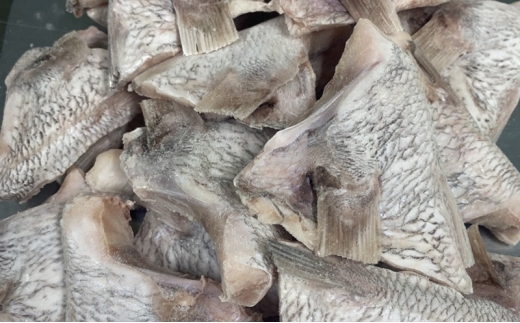 [№5911-0444]たっぷり! 香川県産 天然真鯛カマ 1.5kg(約20個～50個入り) 鯛 真鯛 カマ 魚 魚介 魚介類 冷凍 香川 香川県