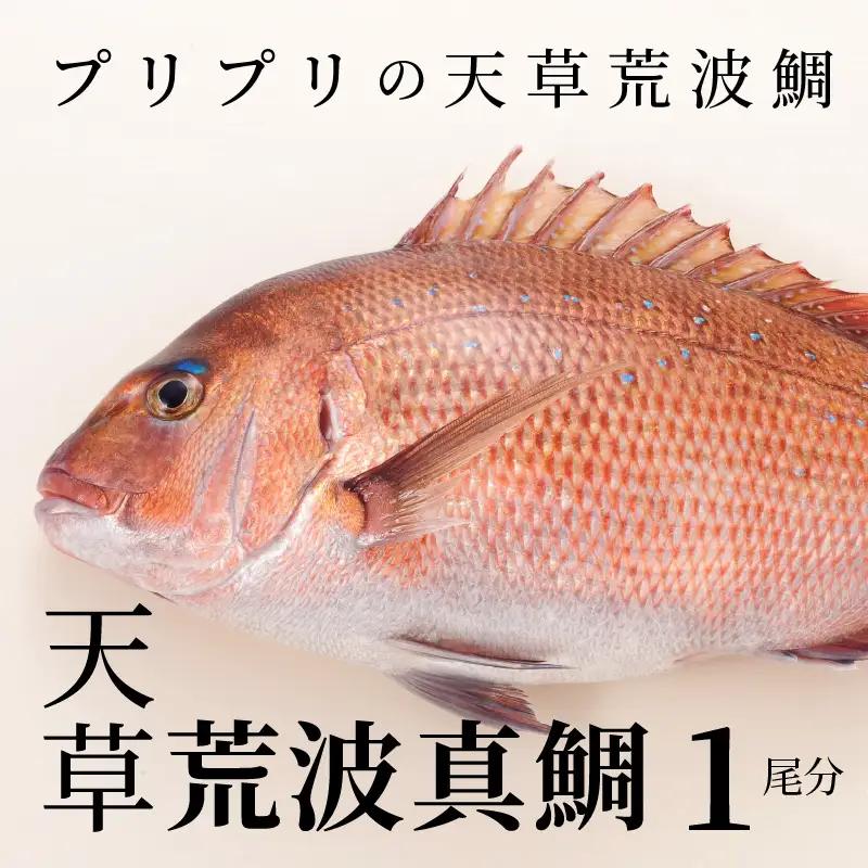 S006-004_天草荒波真鯛　フィレ　1尾分　/ 真鯛 鯛 タイ 刺し身 刺身