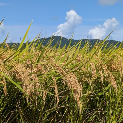 ふるさと納税 鶴岡市 令和7年鶴岡産 はえぬき 白米 5kg |  | 01