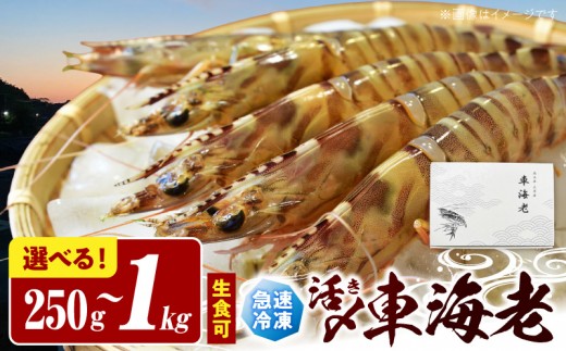 
                  S187-001-sku_生食可 活き〆急速冷凍車海老
                