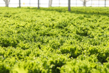 おかけんふぁーむのリーフレタス（栽培期間中農薬不使用） 
