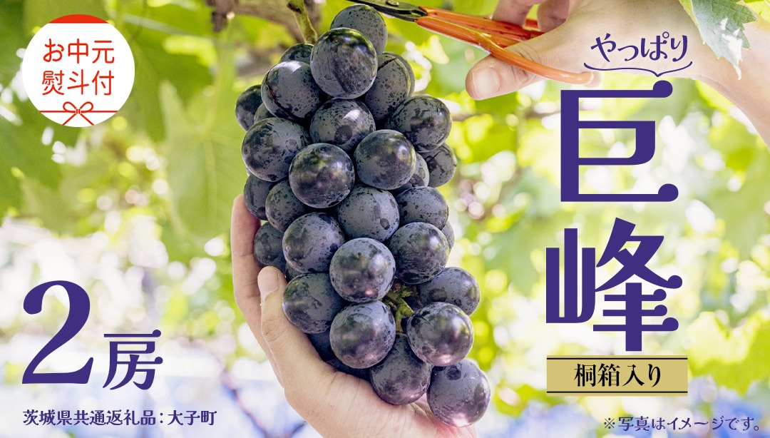 【 お中元 桐箱入り】 巨峰 ２房 【2025年8月上旬発送開始】(茨城県共通返礼品：大子町） ぶどう 葡萄 ブドウ フルーツ 果物 スイーツ ギフト 贈答用 贈り物 プレゼント