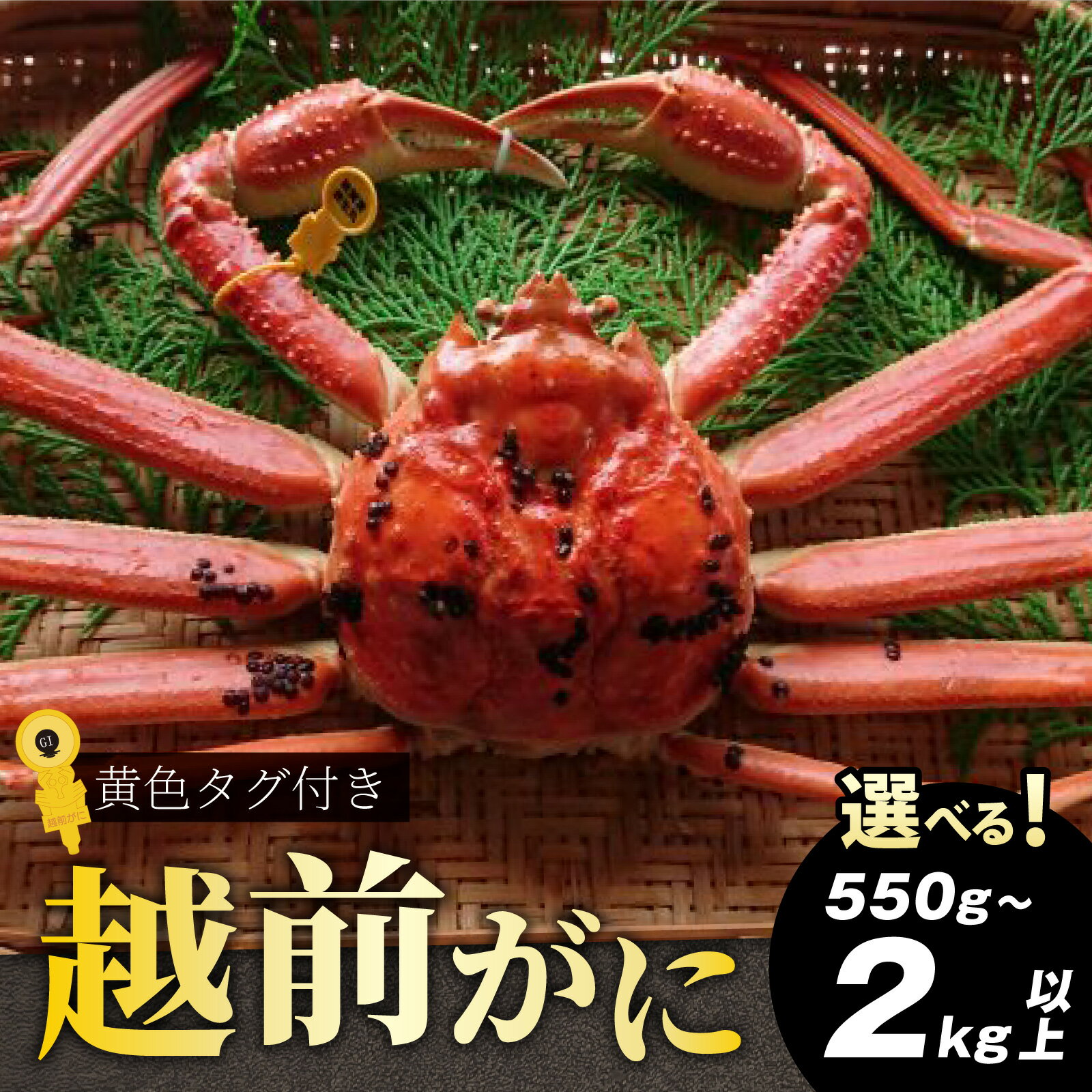 【ふるさと納税】【先行予約】黄色タグ付き！越前がに 約550g～2kg以上【選べる配送月・容量・個数】/ 雄 ズワイガニ ずわいがに ズワイ蟹 越前ガニ ボイル 冷蔵 ご自宅用 カニ しゃぶしゃぶ 海鮮 カニすき カニ鍋 カニしゃぶ かに 国産南越前町 送料無料