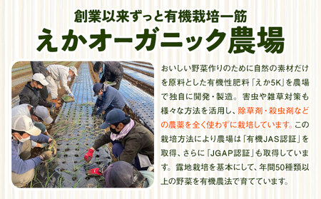 【毎月定期便３回】えか野菜 おまかせ5～7種セット