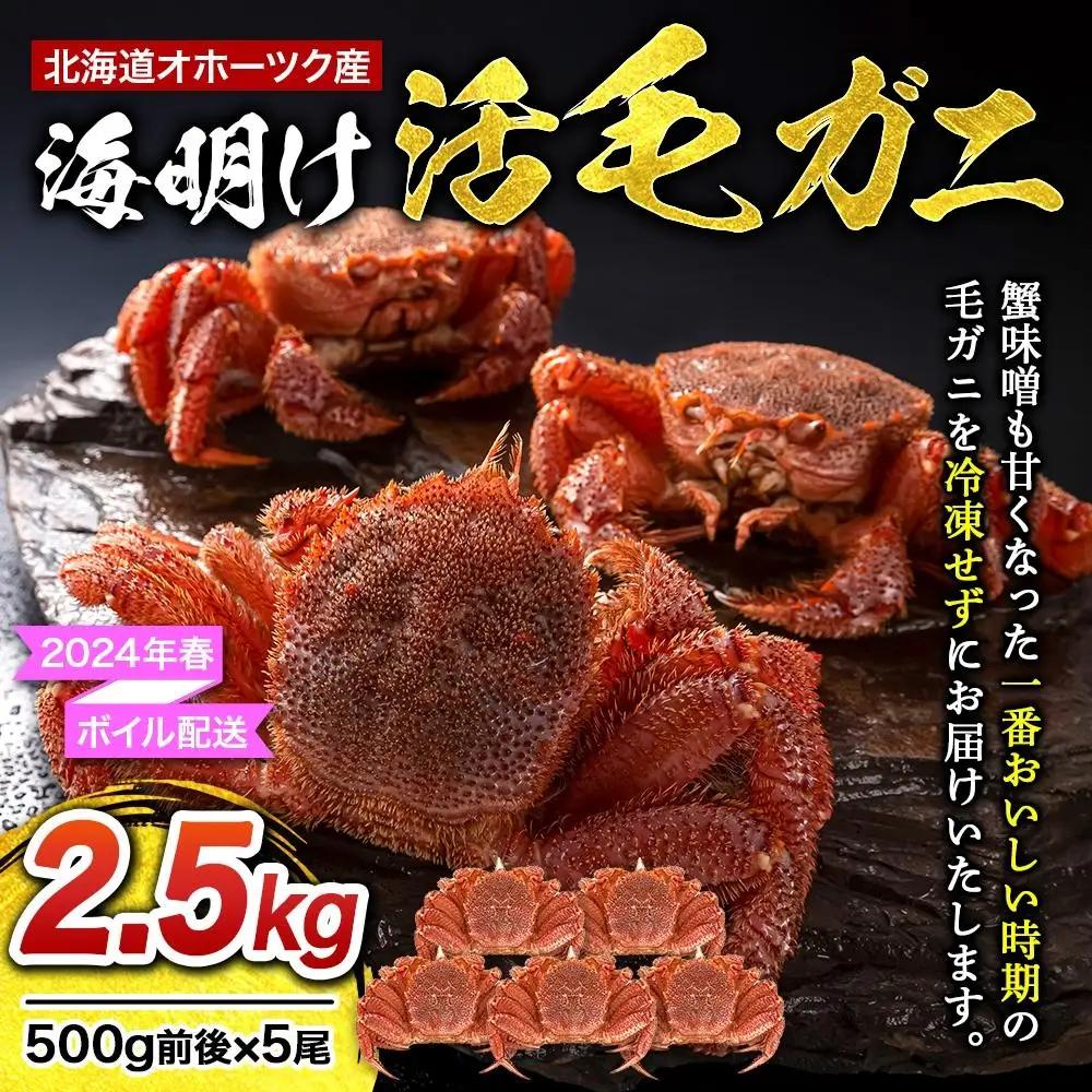 【2027年先行予約／着日指定可】北海道オホーツク産海明け活毛ガニ　ボイル未冷凍配送(チルド 冷蔵配送)　500g前後　5尾 | 毛ガニ_03503