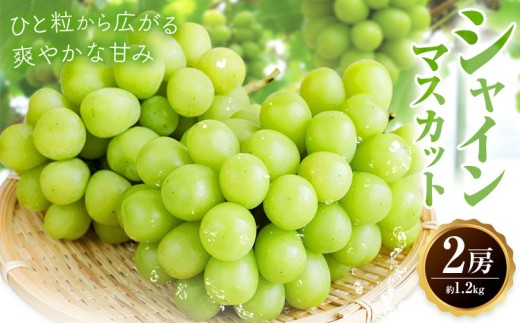 シャインマスカット 2房 約1.2kg 蕨野農園《8月下旬-9月下旬頃出荷》熊本県 山江村 果物 フルーツ マスカット ぶどう