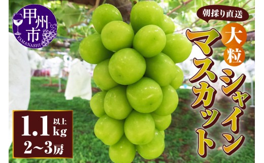 【朝採り直送】大粒シャインマスカット（種無し）1.1kg以上（3Lサイズ2～3房）【2026年発送】（AF）B18-411【シャインマスカット 葡萄 ぶどう ブドウ 令和8年発送 期間限定 山梨県産 