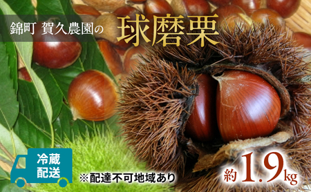 栗 球磨栗 賀久農園 草生栽培 熊本県産 栗【約1.9kg】