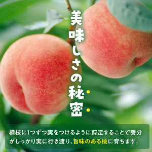  【 令和7年産 】 白桃 （ もも ） 3kg ( 6 ～ 11玉 ) 品種 おまかせ 〔 8月上旬 ～ 9月上旬頃お届け 〕 2025年産 産地直送
