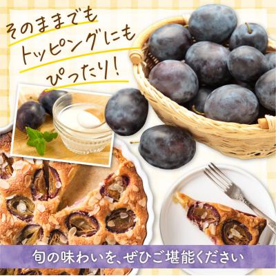 ふるさと納税 余市町 【先行受付:2026年9月中旬以降発送】余市産 生プルーン 1.6kg_Y127-0018 |  | 03