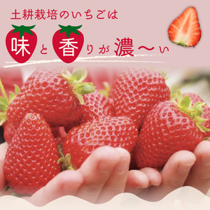 【2026年/先行予約】茨城県品種いちご いばらキッス(４パック×1箱)【1月～発送】| いちご いちご いちご いちご いちご