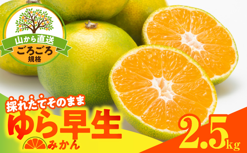 MK1065_【2025年先行予約】ゆら早生 みかん 山から直送 箱込 2.5kg ( 内容量 2.3kg ) 採れたてそのままごろごろ規格 有田みかん 和歌山県産