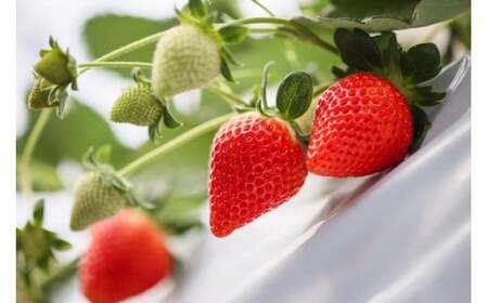 【いちご博総合大賞】やよいひめ 約800g※2026年1月上旬～4月下旬頃に順次発送予定