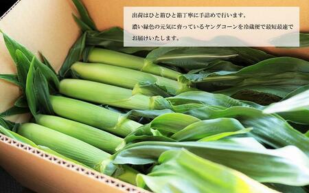 数量限定 ヒゲまで美味しい 皮つき ヤングコーン 30本 ★2024年4月下旬以降発送★ ベビーコーン | 期間限定 ヤングコーン 野菜 鹿児島県産 ゴールドラッシュ ヤングコーン ベビーコーン