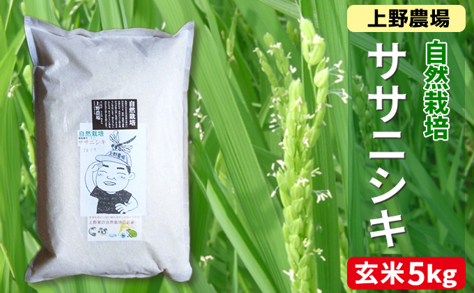 新潟産自然栽培ササニシキ玄米　5kg お米 ご飯 食卓 主食 おにぎり お弁当 国産 日本産 ブランド米