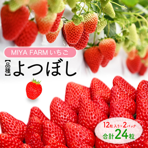 【先行予約】MIYAFARM いちご（品種：よつぼし）12粒入り×2パック 合計 24粒 ※北海道・沖縄・離島への配送不可 ※2027年1月中旬～5月下旬頃に順次発送予定