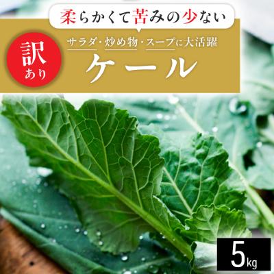 ふるさと納税 磐田市 【訳あり】ソフトケール 5kg【TV紹介で大好評】おいしさで、ケールに革命を。