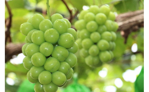 岡山県産 冷蔵シャインマスカット 1.2kg以上(2房) ＜11月下旬から12月上旬発送＞ _A22