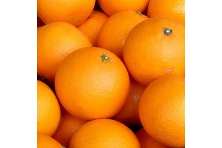 清見オレンジ 約8kg / 果実サイズおまかせ ※2026年2月中旬～2026年4月下旬頃発送予定　紀伊国屋文左衛門本舗【ntb401C】