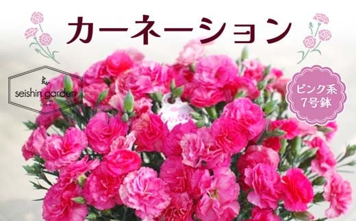 【2025年5月11日母の日】贈答用 No.7 CARNATION カーネーション ピンク系 7号鉢 2025年4月下旬から順次発送 母の日 花 フラワー 鉢植 植物 贈り物 プレゼント ギフト 埼玉県 本庄市 F5K-060