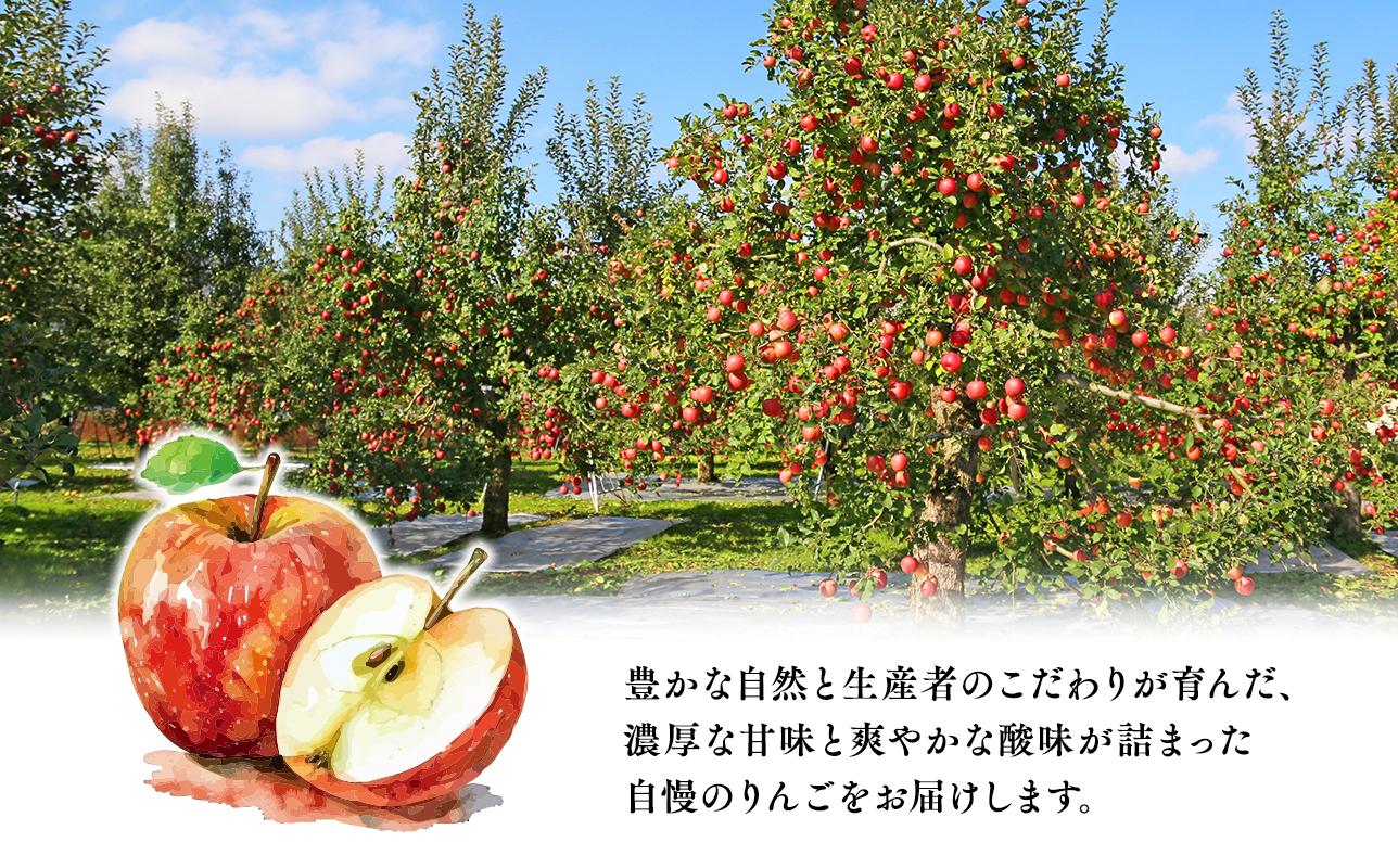 ≪1月発送≫【訳あり】家庭用 サンふじ3?【青森県 平川市 丸勝木村商店】平川市産 青森りんご りんご リンゴ 林檎 ふじ 訳あり 家庭 わけあり お取り寄せ 先行予約 果物 くだもの フルーツ 