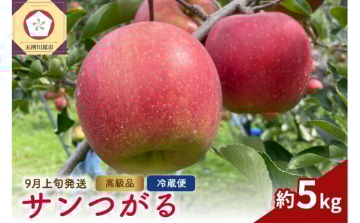 【2025年9月上旬発送】りんご（サンつがる）約5kg 高級品 春秋園 青森【贈答用 リンゴ 林檎 ツガル りんご 津軽 早生りんご】