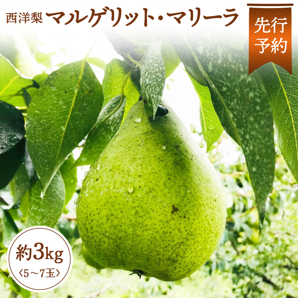 【先行予約】★数量限定★西洋梨 マルゲリット・マリーラ 約3kg （5～7玉）【1510501】