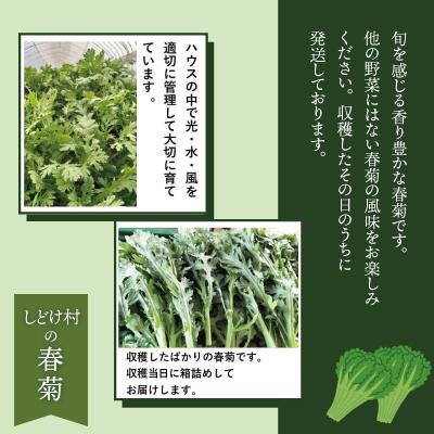 ふるさと納税 大館市 春菊 新鮮で風味豊か! 約1,000g |  | 01