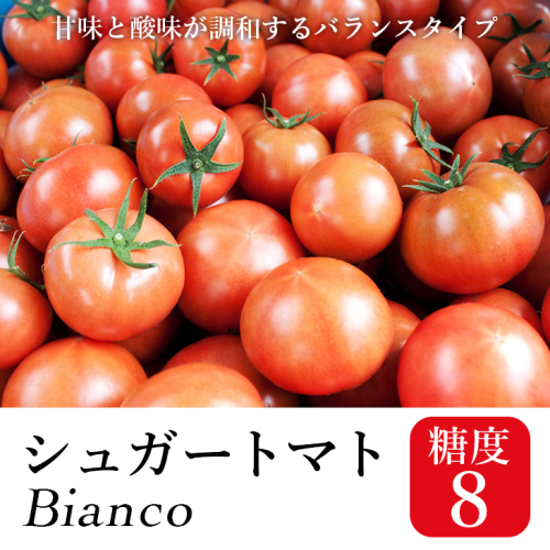 シュガートマト ビアンコ08（糖度8度以上） 1kg 高糖度 フルーツトマト JA