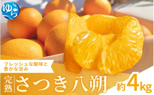 【来シーズン先行予約】完熟さつき八朔 約4kg【2026年3月下旬頃から発送予定】 / はっさく ハッサク 柑橘 由良町 果物 フルーツ くだもの 産地直送 和歌山【kzmn002】