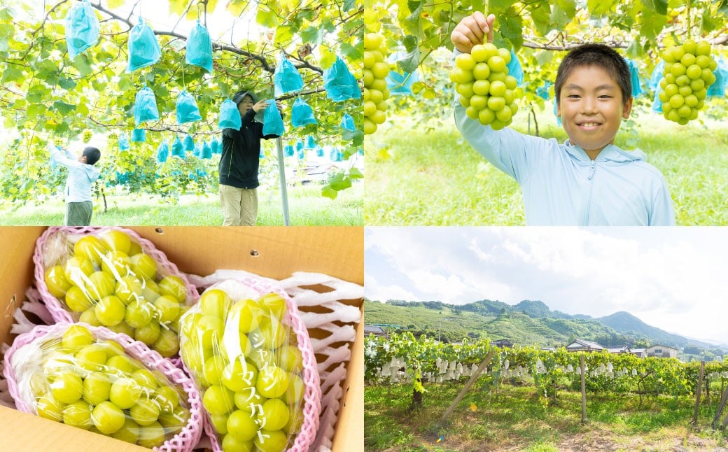 シャインマスカット（約1kg）