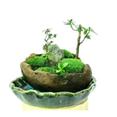 ふるさと納税 豊川市 癒しの苔盆景軽石季節な植物ツツジ　自然の美しさを手元で感じることができる癒しのアイテムです。