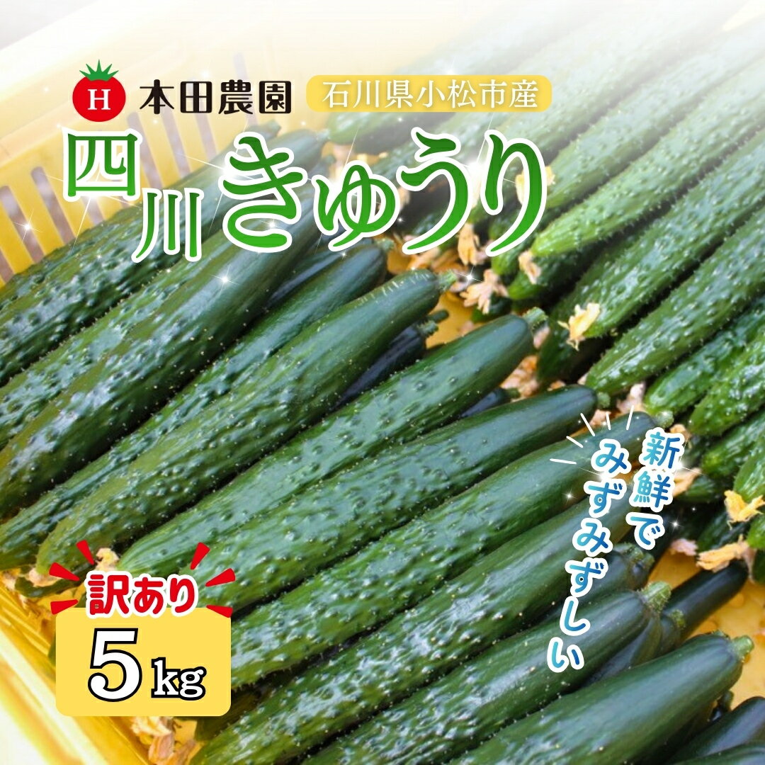 【ふるさと納税】【先行予約】四川きゅうり 5kg (訳アリ) 野菜 ギフト きゅうり 石川県 小松市 012134 【本田農園】