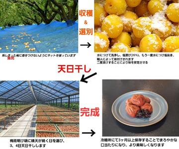 訳あり 梅干し 大粒 大玉 つぶれ梅 しそ梅 約500g × 6回 塩分10％ [ 定期便 毎月発送・全6回 ]